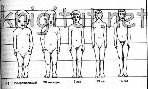 Изменения пропорций тела от рождения до пубертата у мужского пола