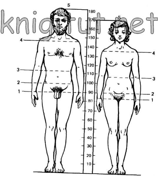 Характерная форма строения тела взрослых мужчин и женщин европеоидной расы (по Штратцу)