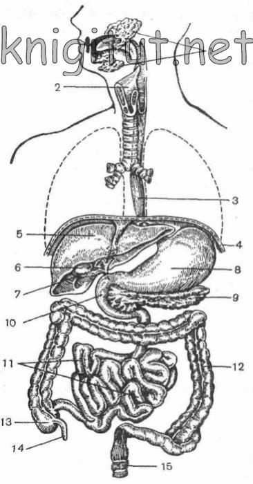 Схема органов пищеварения